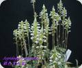 Aspidogyne argentea